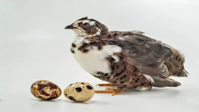طبع تخم بلدرچین
