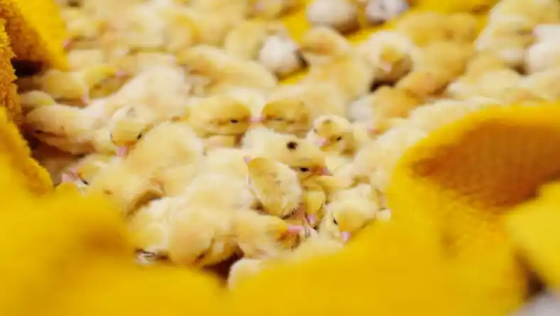 طراحی سالن پرورش بلدرچین