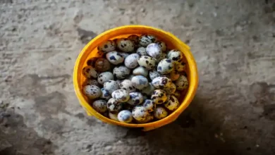 طرح توجیهی پرورش بلدرچین 1000 قطعه
