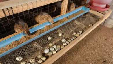 فاصله آبخوری و دانخوری بلدرچین