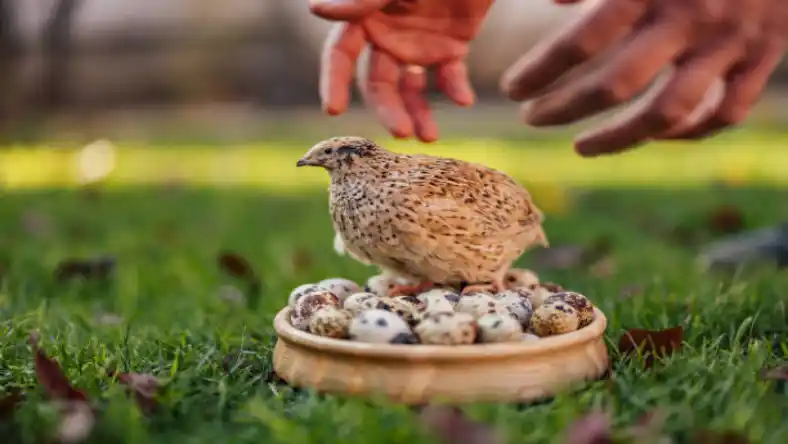 فرمول جیره بلدرچین