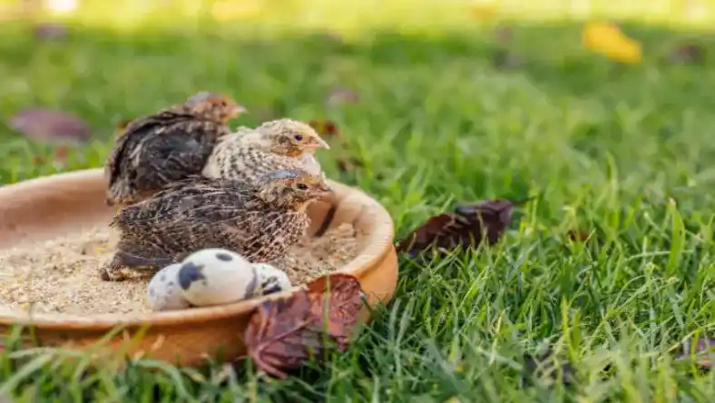 قیمت آبخوری بلدرچین