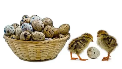 لیست تجهیزات پرورش بلدرچین