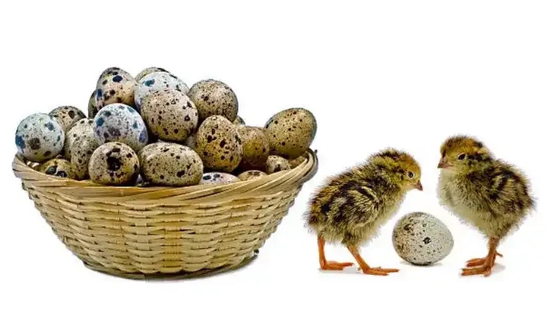 لیست تجهیزات پرورش بلدرچین
