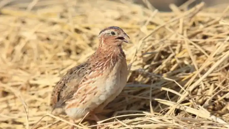 مادر مصنوعی بلدرچین