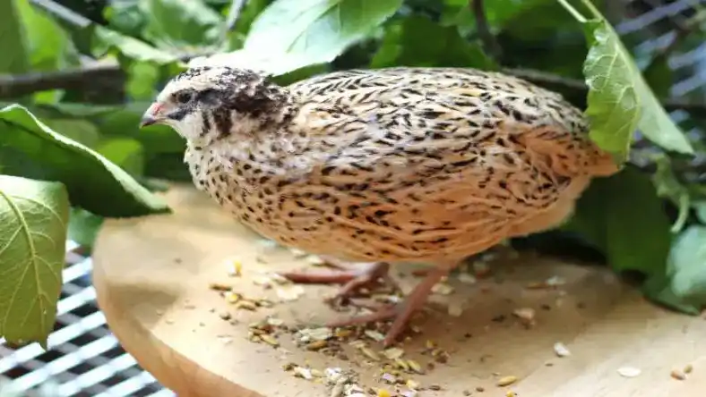 مدارک لازم برای مجوز پرورش بلدرچین