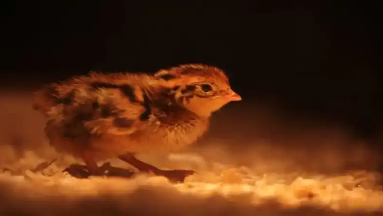 مراحل پرورش بلدرچین