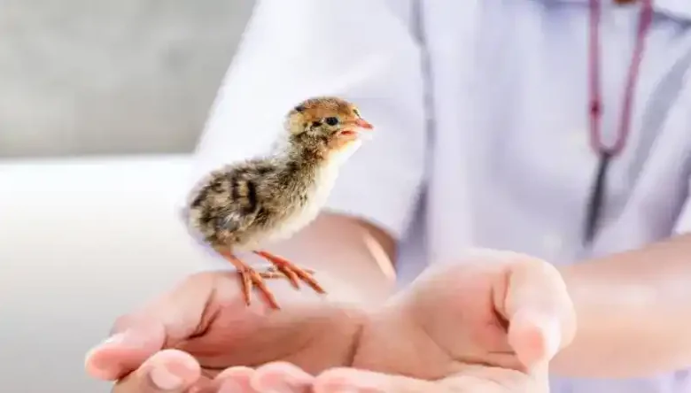 مراقبت از جوجه بلدرچین