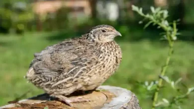 مزایای پرورش بلدرچین در خانه