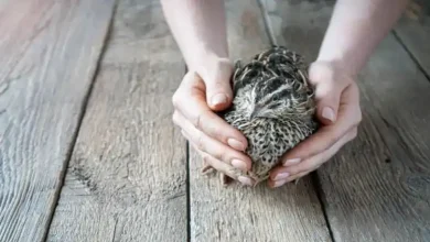 مزایای پرورش بلدرچین نسبت به مرغ