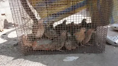 مزایای پرورش بلدرچین چیست