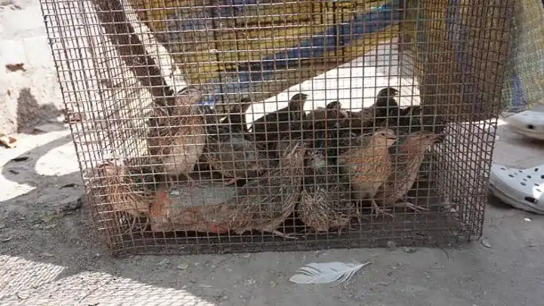 مزایای پرورش بلدرچین چیست