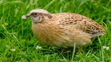 مصرف دان بلدرچین گوشتی در روز
