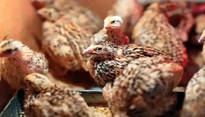 معایب پرورش بلدرچین در بستر