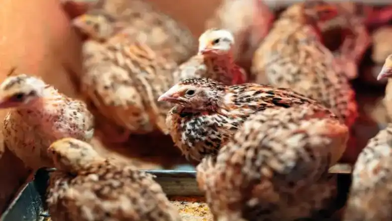 معایب پرورش بلدرچین در بستر