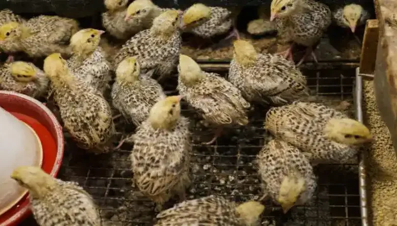 معایب پرورش بلدرچین در قفس