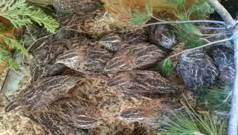 معایب پرورش بلدرچین نسبت به مرغ