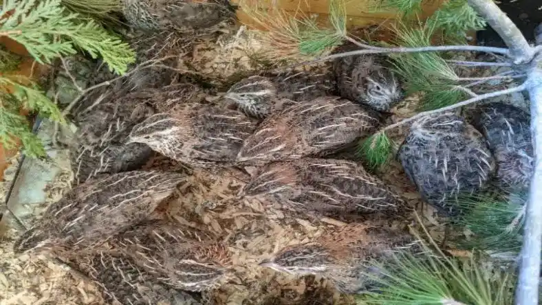 معایب پرورش بلدرچین نسبت به مرغ