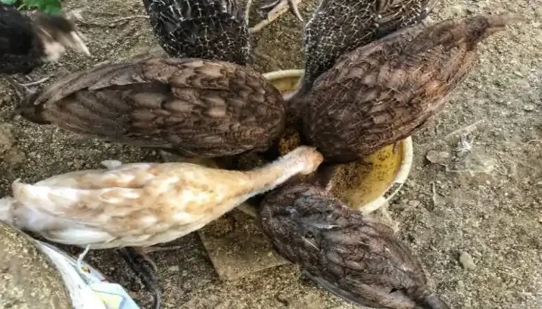 نحوه ذبح بلدرچین