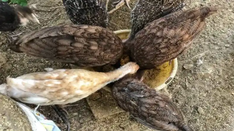 نحوه ذبح بلدرچین
