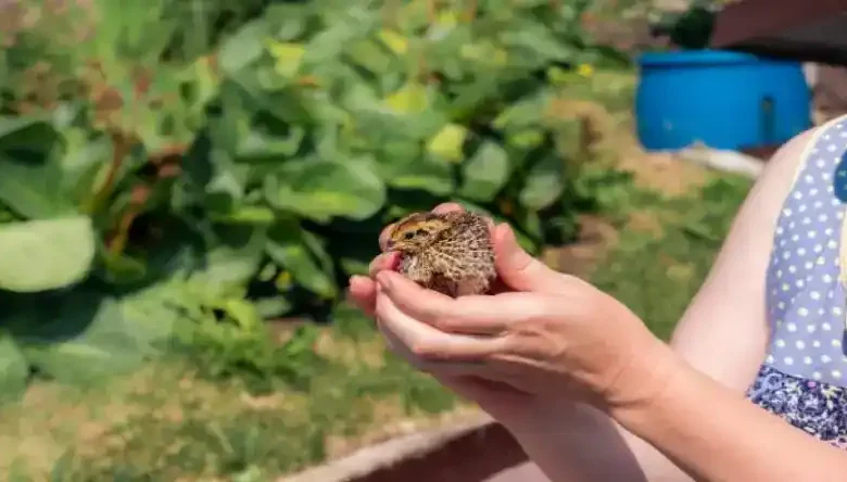 نحوه کار با دستگاه جوجه کشی بلدرچین