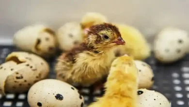 نور مناسب برای تخم‌گذاری بلدرچین