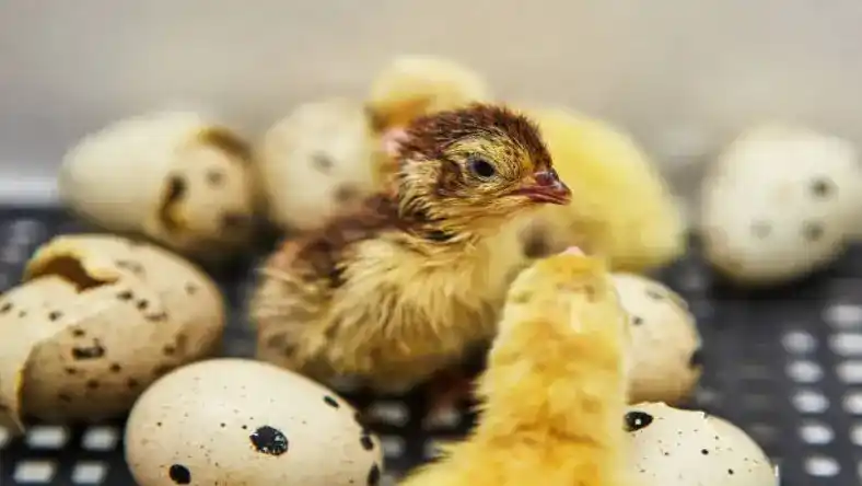 نور مناسب برای تخم‌گذاری بلدرچین