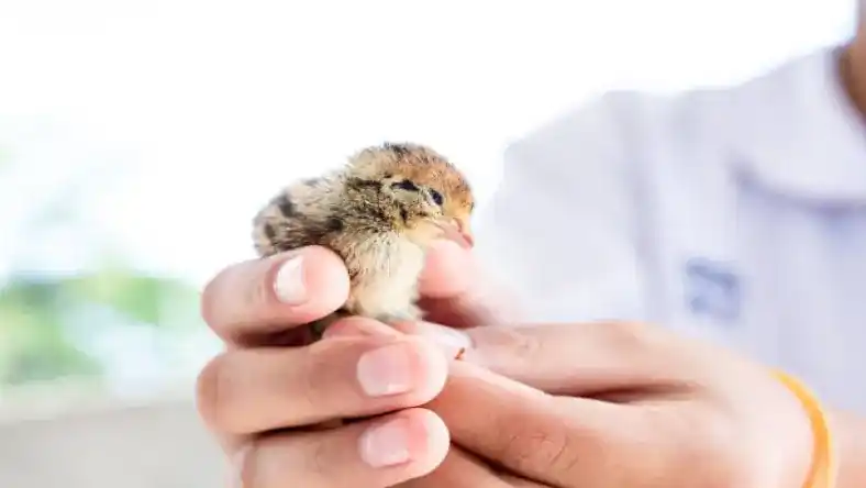 نور مناسب پرورش بلدرچین