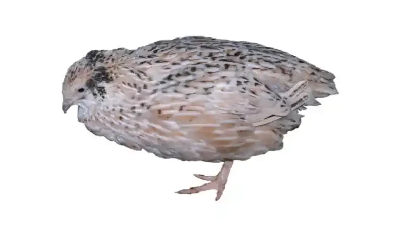 هزینه تجهیزات پرورش بلدرچین