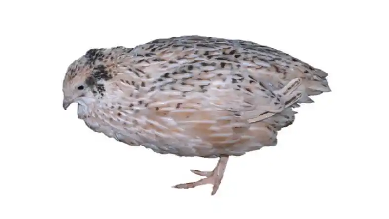 هزینه تجهیزات پرورش بلدرچین