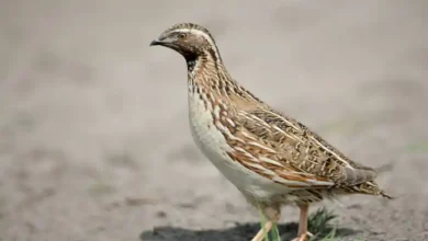 هزینه خوراک بلدرچین