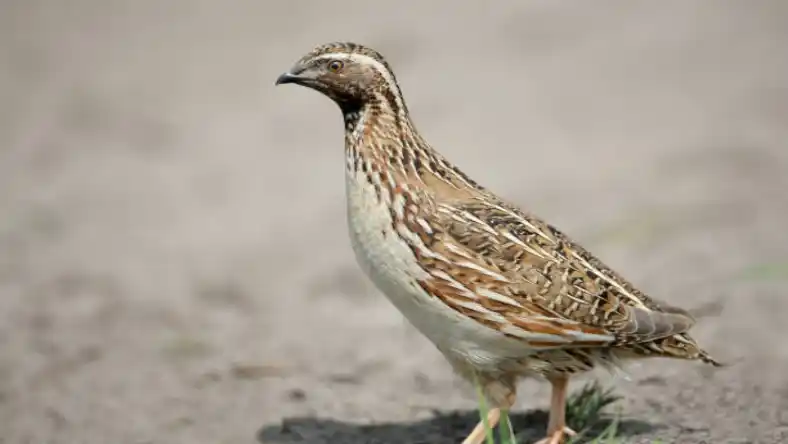 هزینه خوراک بلدرچین