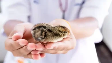 پرورش بلدرچین تخمگذار