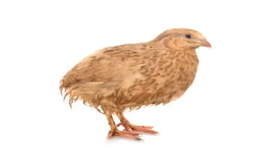 پرورش بلدرچین در خانه