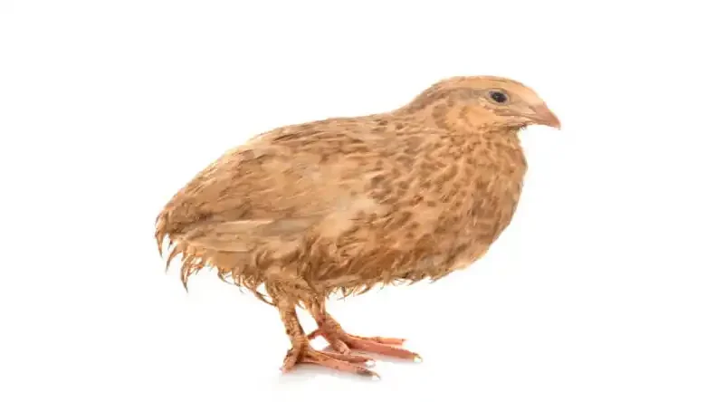 پرورش بلدرچین در خانه