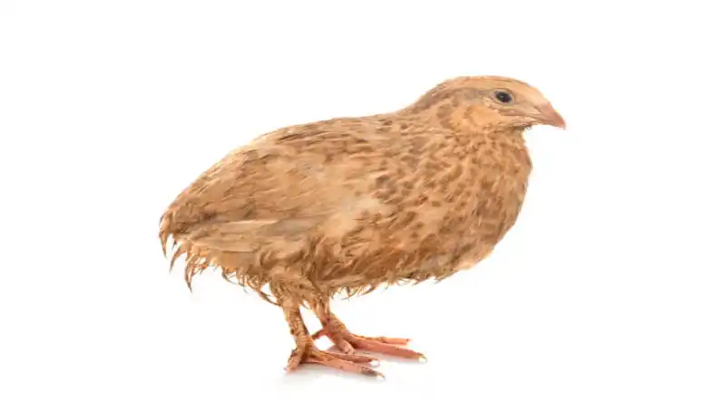 پرورش بلدرچین در خانه