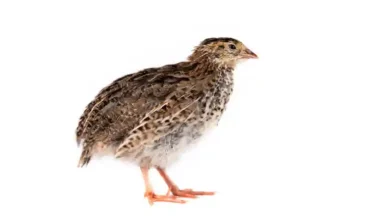 پرورش بلدرچین در خانه یا مزرعه