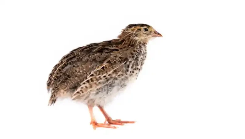 پرورش بلدرچین در خانه یا مزرعه