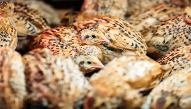 پرورش بلدرچین صنعتی