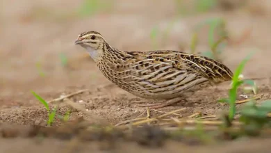 پرورش بلدرچین ژاپنی