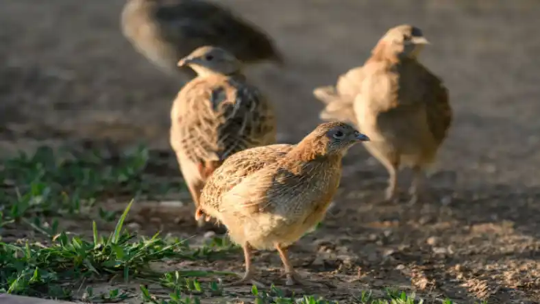 چگونه بلدرچین ها را جفت کنیم