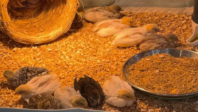 کاهش بوی بلدرچین