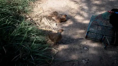 بلدرچین گوشتی را کجا بفروشیم