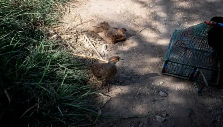 بلدرچین گوشتی را کجا بفروشیم