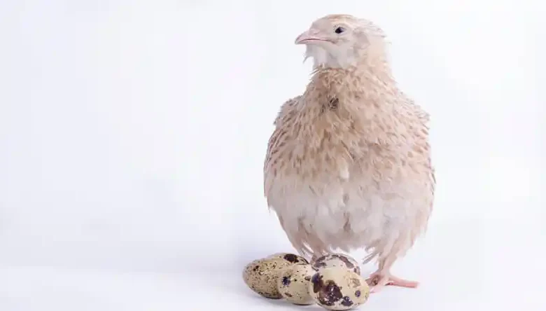 تخم نطفه دار بلدرچین گوشتی