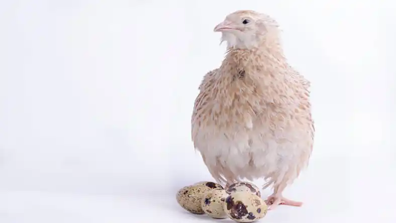 تخم نطفه دار بلدرچین گوشتی