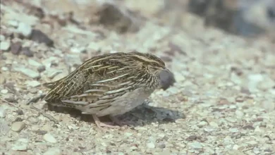 تشخیص بلدرچین نر و ماده سفید