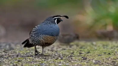 خریدار بلدرچین زنده