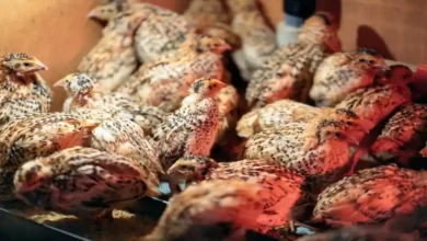 خریدار عمده تخم بلدرچین مشهد