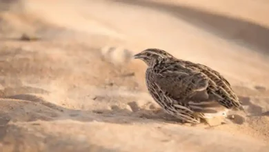 خریدار گوشت بلدرچین در یزد